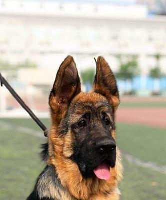 优质犬种培育与技术创新，宠物行业标杆企业引领发展