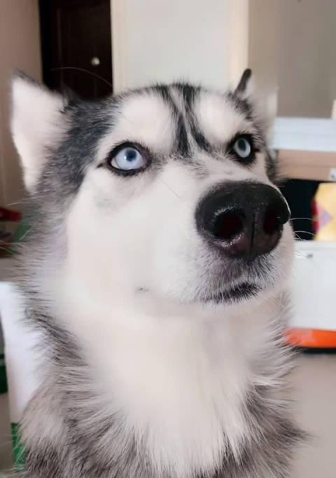 优质犬种培育与技术创新，宠物行业标杆企业引领发展