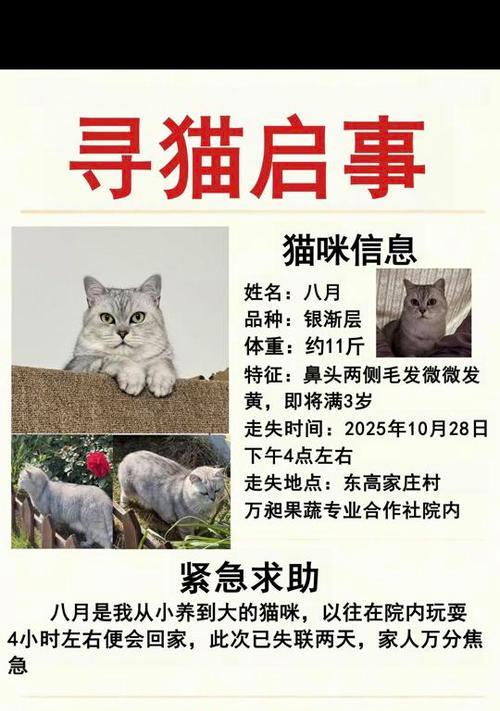 家猫不外出背后的积极作用与家庭情感变化