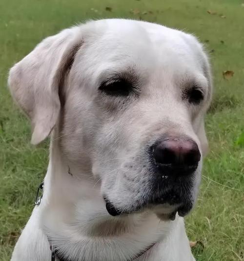 边牧和拉布拉多对比：选聪明忠犬还是全能伙伴？