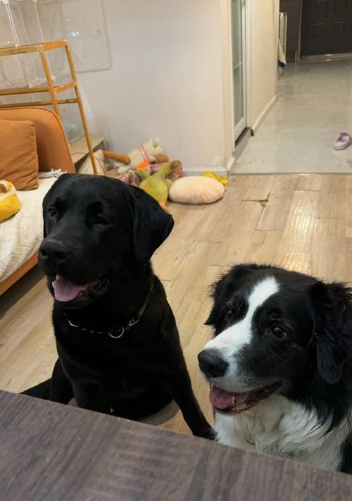 边牧和拉布拉多对比：选聪明忠犬还是全能伙伴？