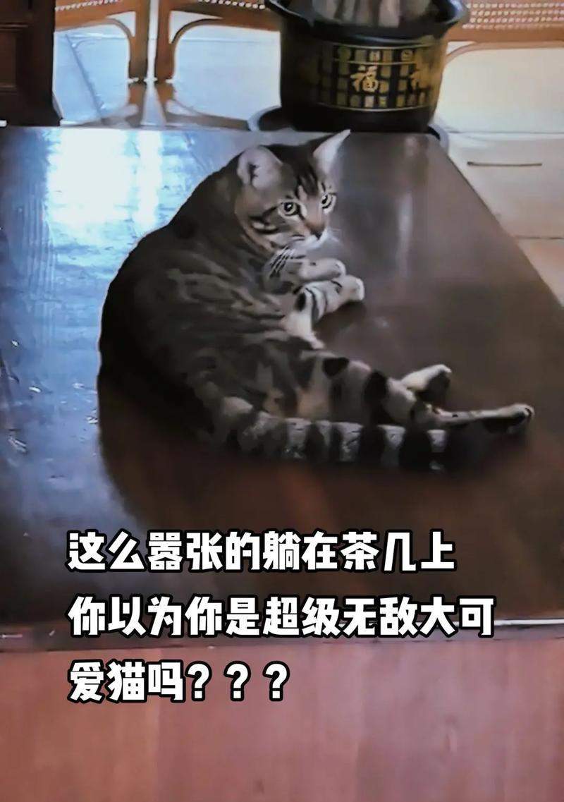 家猫不外出背后的积极作用与家庭情感变化
