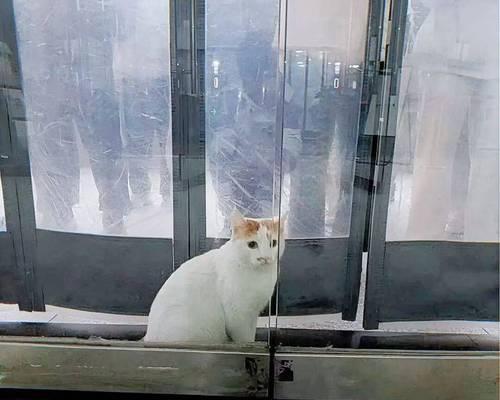家猫不外出背后的积极作用与家庭情感变化