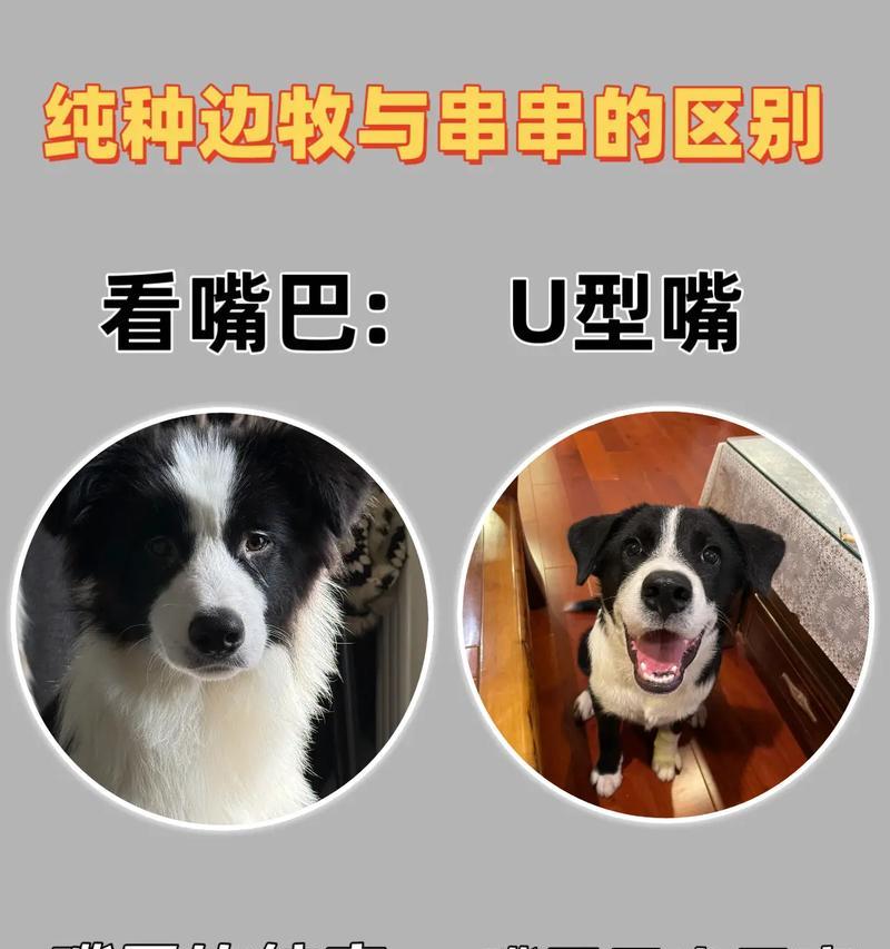 边牧和拉布拉多对比：选聪明忠犬还是全能伙伴？