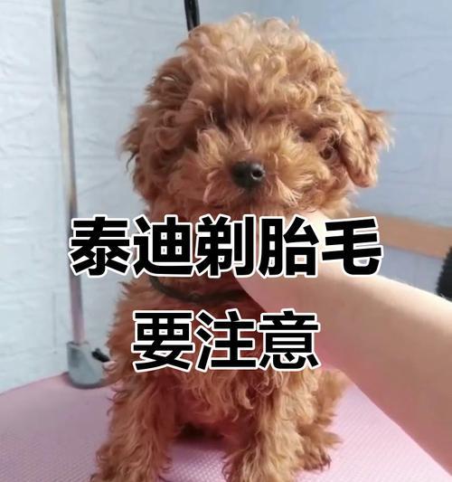 贵宾犬剪毛技巧：健康与美观的完美平衡