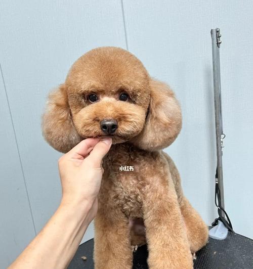 贵宾犬剪毛技巧：健康与美观的完美平衡