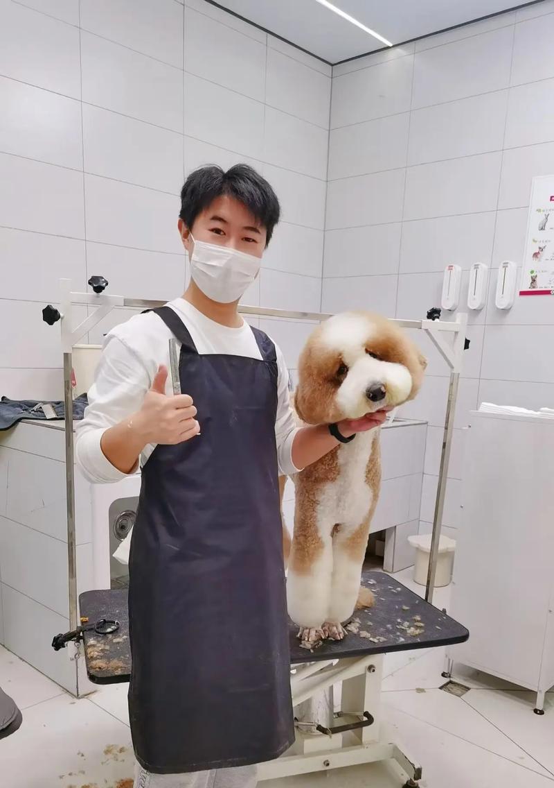 贵宾犬剪毛技巧：健康与美观的完美平衡