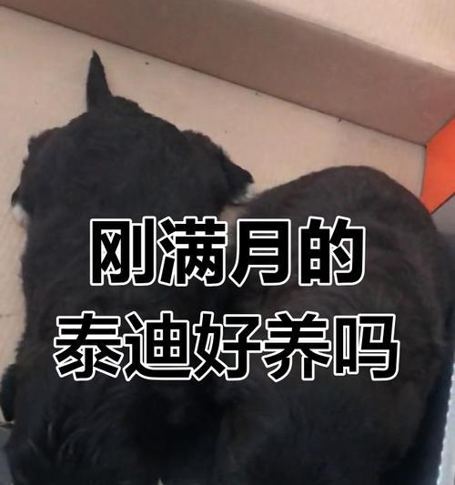 小泰迪狗健康养护全攻略