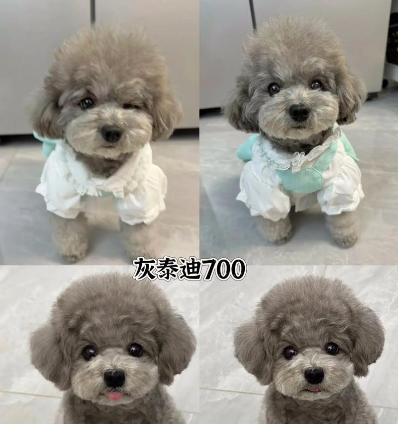 小泰迪狗健康养护全攻略