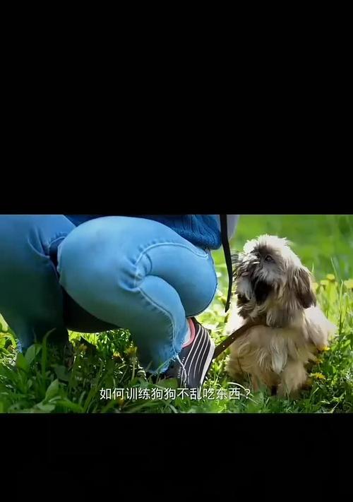 纠正狗狗乱吃东西习惯的方法和预防措施