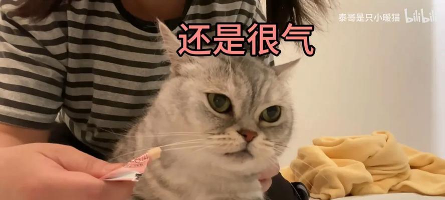 总亲猫咪的潜在危害及科学注意事项解析
