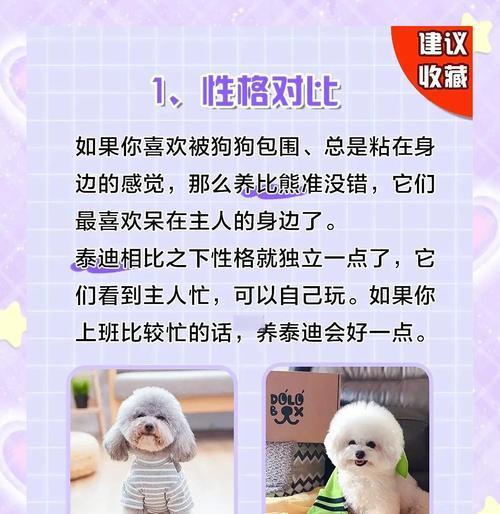 小泰迪狗健康养护全攻略