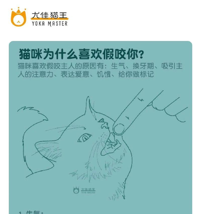 总亲猫咪的潜在危害及科学注意事项解析