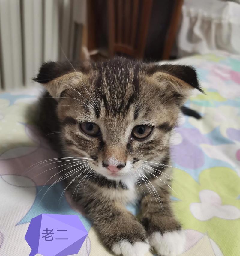 总亲猫咪的潜在危害及科学注意事项解析
