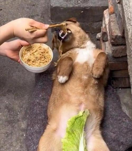 狗狗吃玉米的健康影响与注意事项