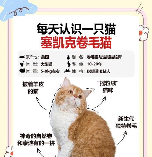 英国长毛猫与高地猫全面对比：外观、性格、护理关键差异