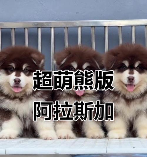 阿拉斯加犬体型特征解析：是否属于大型犬？
