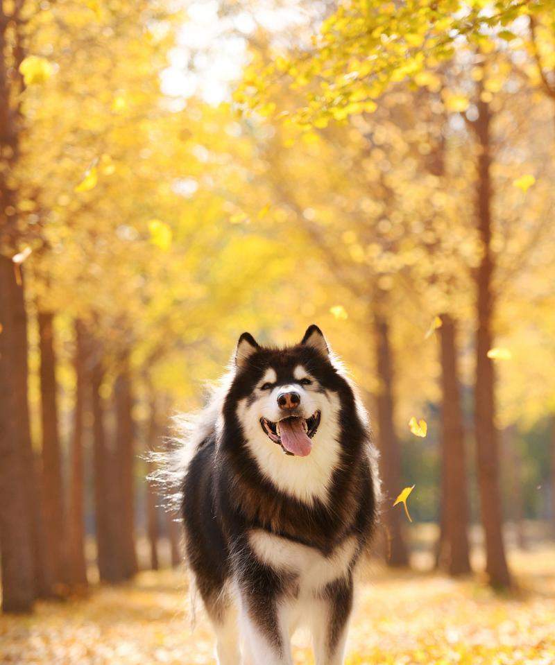 阿拉斯加犬体型特征解析：是否属于大型犬？