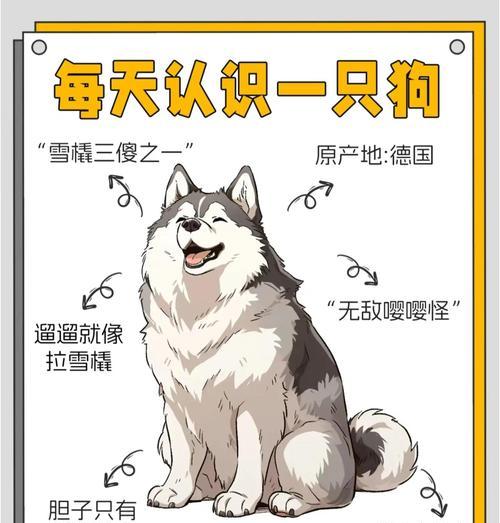 阿拉斯加犬体型特征解析：是否属于大型犬？