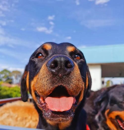 接受罗威纳的缺点，尽享宠物生活的乐趣（养罗威纳，忠诚与挑战并存）