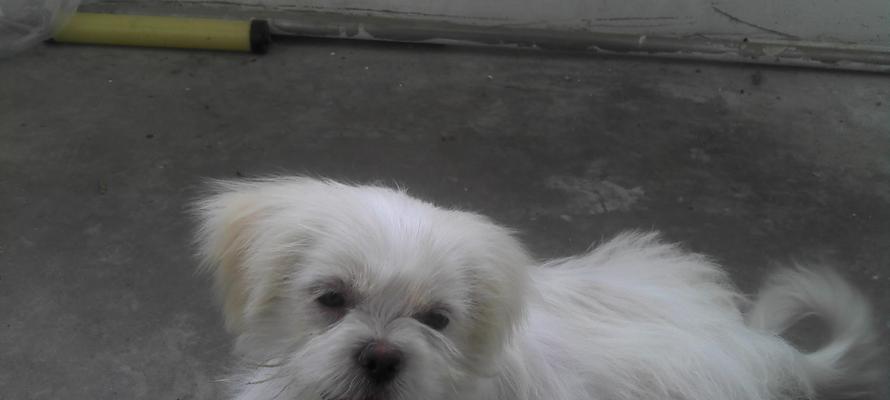 博美犬和京巴犬——两种迷人的小型犬品种（宠物犬中的明星组合，博美与京巴串串的故事与特点）