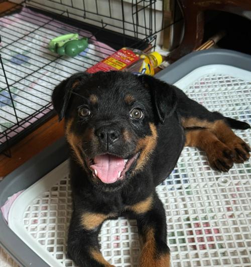 接受罗威纳的缺点，尽享宠物生活的乐趣（养罗威纳，忠诚与挑战并存）