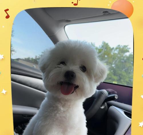 博美犬和京巴犬——两种迷人的小型犬品种（宠物犬中的明星组合，博美与京巴串串的故事与特点）