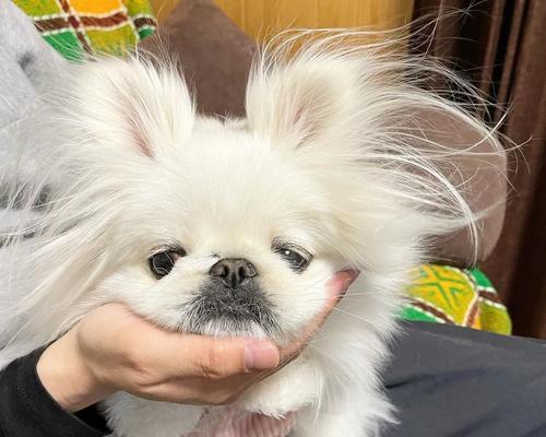 博美犬和京巴犬——两种迷人的小型犬品种（宠物犬中的明星组合，博美与京巴串串的故事与特点）