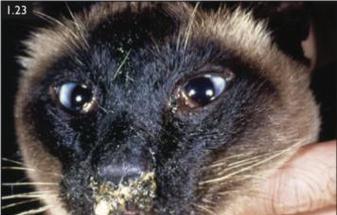 猫疱疹病毒弱阳性的含义与影响（了解猫疱疹病毒的弱阳性测试结果和相关预防措施）