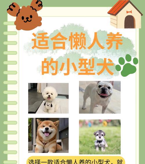 十大新手最好养的小型犬（选择适合新手的小型犬种，为您带来快乐的伴侣生活）