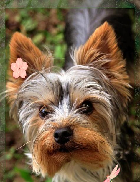 十大新手最好养的小型犬（选择适合新手的小型犬种，为您带来快乐的伴侣生活）