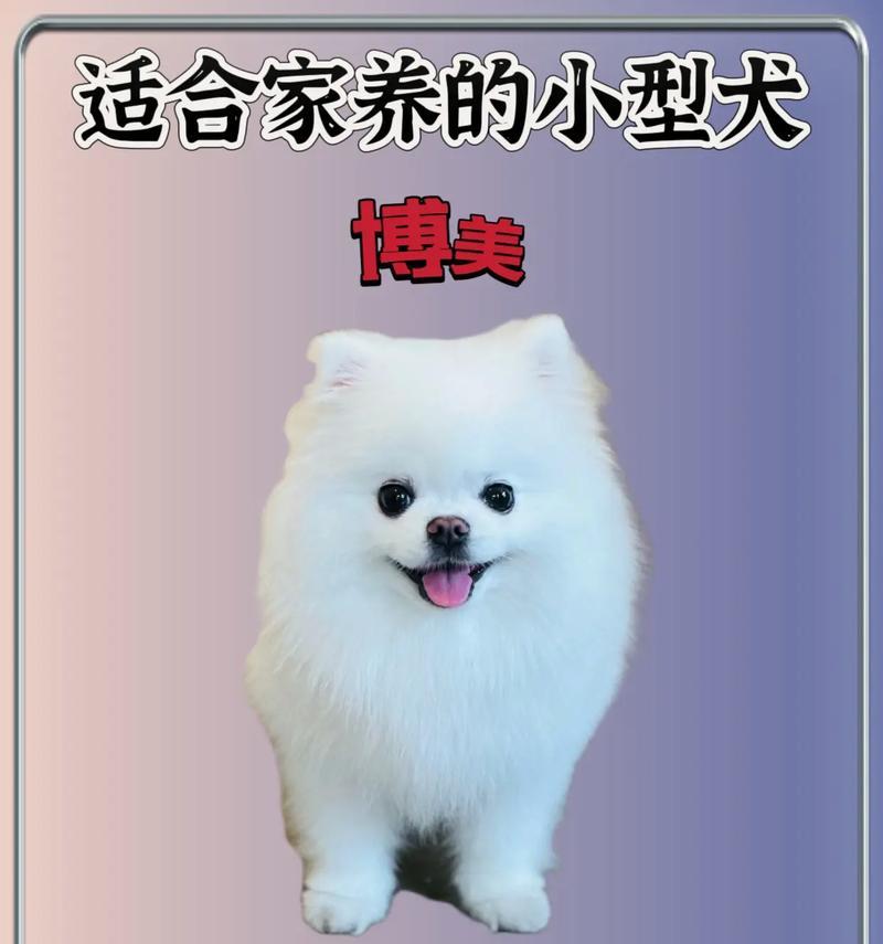 十大新手最好养的小型犬（选择适合新手的小型犬种，为您带来快乐的伴侣生活）