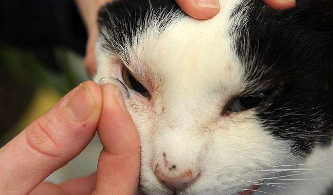 以猫瘟用过的营养膏还能用吗？（了解猫瘟后，如何判断和使用营养膏）