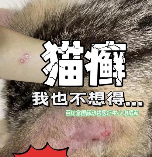 以猫瘟用过的营养膏还能用吗？（了解猫瘟后，如何判断和使用营养膏）