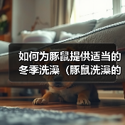冬季豚鼠洗澡注意事项与正确方法全攻略