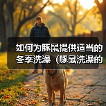冬季豚鼠洗澡注意事项与正确方法全攻略