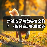 泰迪犬误食葡萄的中毒风险与防范措施全攻略 泰迪犬误食葡萄的中毒风险与防范措施全攻略
