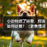 小边牧误食碎骨急救处理与护理指南 小边牧误食碎骨急救处理与护理指南