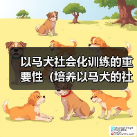 以马犬社会化训练全攻略