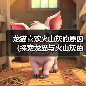 龙猫为何钟爱火山灰｜饲养指南全解析