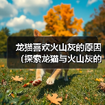 龙猫为何钟爱火山灰｜饲养指南全解析