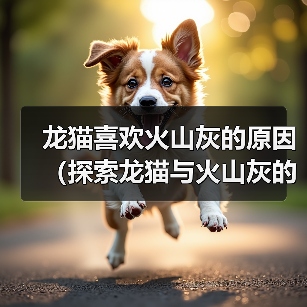 龙猫为何钟爱火山灰｜饲养指南全解析