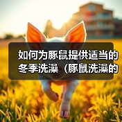 豚鼠冬季洗澡技巧｜温暖环境与防寒指南全攻略