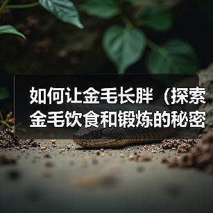 金毛增重指南:科学饮食与运动平衡全攻略 金毛增重指南:科学饮食与运动平衡全攻略