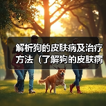 狗皮肤病治疗方法与健康护理全解析|实用指南 狗皮肤病治疗方法与健康护理全解析|实用指南