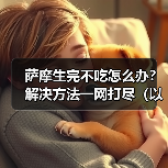 萨摩犬产后食欲不振护理全攻略