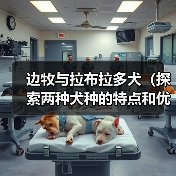 边牧与拉布拉多对比指南｜如何选适合的狗狗