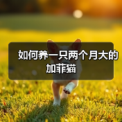 两个月大加菲猫护理要点|喂养与成长全攻略 两个月大加菲猫护理要点|喂养与成长全攻略