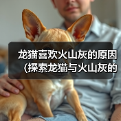 龙猫为何钟爱火山灰｜饲养指南全解析