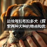 边牧与拉布拉多对比指南｜如何选适合的狗狗